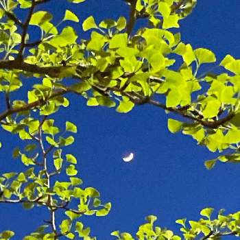  イチョウの木の画像 by こころんさん | お出かけ先ときれいと癒されると三日月と イチョウの木と夕暮れ