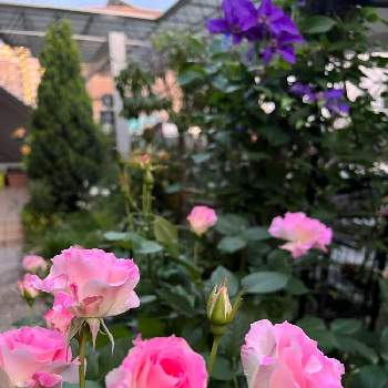 可愛い～( ´艸｀)♡の画像 by ちゃんり⭐️さん | 小さな庭とバラ   マチルダと毎年楽しむとTYANRIさんちの薔薇と植えっぱなしと可愛い～( ´艸｀)♡とお花に癒されて^ ^と花のある暮らし