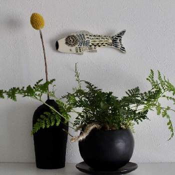 端午の節句の画像 by mossmossさん | 棚と鉢植えとシダ植物と端午の節句とトキワシノブ♡とトキワシノブ 猫の手