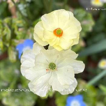 ラナンキュラスラックス ニノスの一覧 Greensnap グリーンスナップ