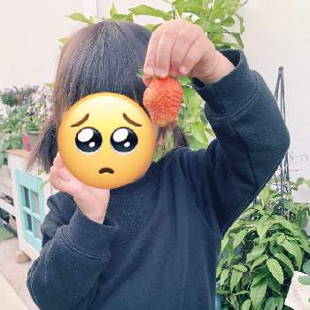 子供の日の画像 by ミヤケンさん | イチゴ♡といちご大好きといちご栽培とおうち園芸と子供と一緒にとガーデニングと子供の日といちご狩り