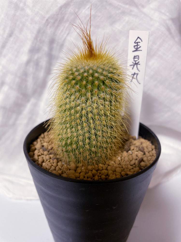 金晃丸の投稿画像 By チャンちゃんさん サボテンとバルコニー ベランダ 22月5月5日 Greensnap グリーンスナップ Greensnap グリーンスナップ