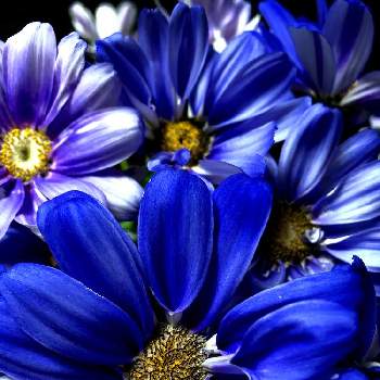 お気に入り♪の画像 by 仁美さん | 癒される♡と記念日と大好きな青 ❤︎と小さな幸せ♡と青いお花♡とサイネリア✿とお気に入り♪