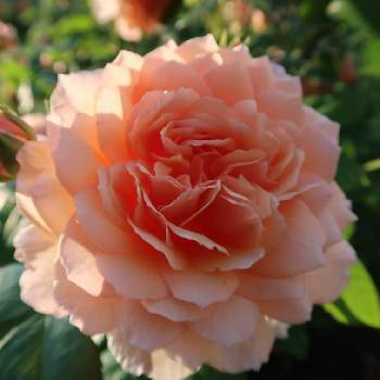 朝の散歩の画像 by サワーポメロさん | ばら バラ 薔薇と近くの公園と素敵な庭に✨と皆様に感謝と朝の散歩と花のある暮らし