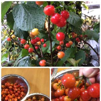 果物の画像 by ジョウさん | 小さな庭と暖地サクランボと果樹と果物とおうち園芸と鉢植えとフルーツ