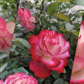 休日のひと時の画像 by mutsuchiyanさん | 小さな庭とジュピレ.デュ.プリンス.ドゥ.モナコとバラ＊ジュビレ デュ プリンス ドゥ モナコと薔薇好きと癒しと愛しいとありがとうと美しいと休日のひと時と可愛いとガーデニングと小さな小さな庭と花のある暮らしと薔薇♪と頑張るばい！熊本！と薔薇の花