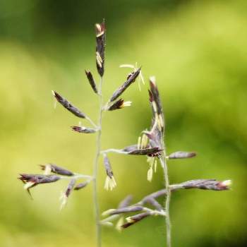 スズタケの投稿画像一覧 Greensnap グリーンスナップ