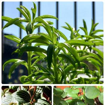 ペペロミア♪の画像 by miyuさん | 窓辺と植物のある暮らしとペペロミア  プテオラータと今日のお花とペペロミア♪とペペロミアハッピービーン♪