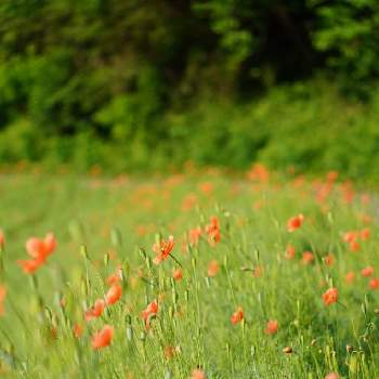 お散歩風景の画像 by biancoさん | お散歩風景と野の花が好きと可愛い野草/雑草