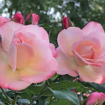 ビンクの花の画像 by たんぽぽさん | お出かけ先と薔薇❣️とビンクの花
