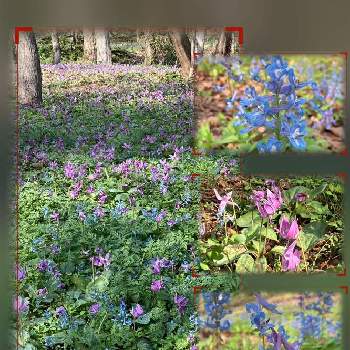 エゾエンゴサクの画像 by のえるママさん | お出かけ先とカタクリとエゾエンゴサクと浦臼神社と青い花とin北海道と花のある暮らしと青い花マニアと小さな花とチーム・ブルーと紫の花とiPhone撮影