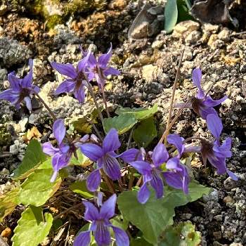 スミレ♡の画像 by charkunさん | 広い庭と名前を教えて！と紫色の花とちっちゃいものクラブとスミレ♡と愛しの紫と北海道の庭