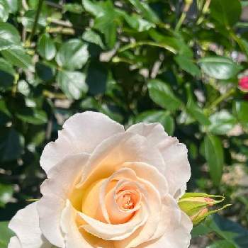 フレンチレースの画像 by きゃべつさん | 小さな庭とフレンチレースとローズガーデンとバラ・ミニバラとバラを楽しむとばら バラ 薔薇