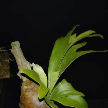 ウラボシ科の画像 by Yoshiさん | バルコニー/ベランダとビカクシダ ビフルカツムとPlatycerium bifurcatumと着生植物とウラボシ科と着生シダとシダ植物とビカクシダ属