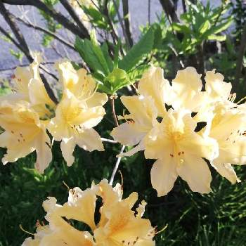 ツツジの花の画像 by レモン愛花さん | グリーンアクセサリー♪とツツジの花と幸せの黄色いお花とご近所とキバナツツジ✿と仕事帰り