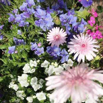 小さいお花が可愛いの画像 by フェリシアさん | 小さな庭とエキウム ブルガレと桃色たんぽぽ（クレピス）と小さいお花が可愛いと種蒔きからとGSでの繋がりに感謝とピンク大好きと可愛い〜♡と白い花と紫の花