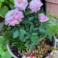 エリカ,ミニバラ,カルーナ,玄関の画像