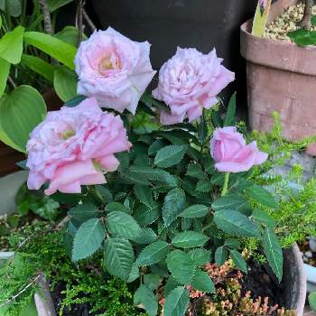 癒し,感謝,バラ 鉢植え,良い香り,バラを楽しむの画像
