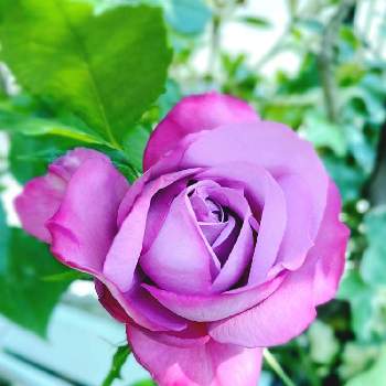 暖かいの画像 by yoshi☘️さん | 小さな庭と薔薇ブルーリバーとみどりのある暮らしと暖かいと良い天気と元気に育ててますよと薔薇♪と青空