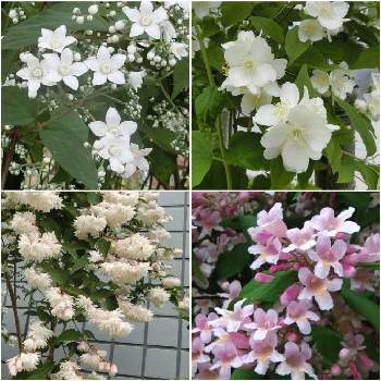 きょうのお花の画像 by Kevinさん | ウツギと@ウツギと２０２０年５月同期と今日の一枚と今日の花とちっちゃいものクラブと可愛いと花のある暮らしとかわいいときょうのお花と素敵とピンク❤︎ピンクとピンクワールドへ ようこそと乙女色クラブとピンク色の花と純白ファンクラブと純白マニアと白い花と今日のお花と毎日ピンクの日と❀白の幻想❀