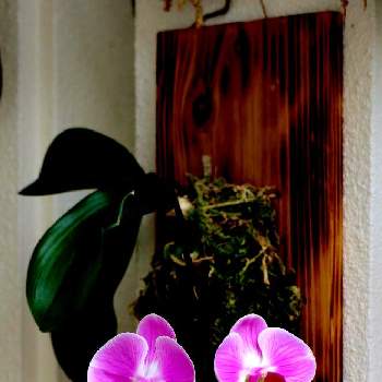 亜熱帯・熱帯植物の画像 by gtyさん | 玄関とコチョウランと観葉植物とラン科と亜熱帯・熱帯植物とSDGsと沖縄とハーブとガーデニングと四季の花
