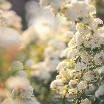 太陽の光を浴びての画像 by おささん | 広い庭とコデマリと富山支部とGS映えとGS日和ときれいとおうち園芸とマクロ撮影と植中毒とポンポンとミラーレス一眼とガーデニングと太陽の光を浴びてと花のある暮らしと落葉樹と白い花とポンポン咲き