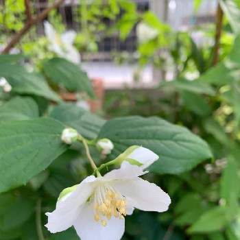 ホワイトガーデンの画像 by よんぴさん | 小さな庭とガーデニングとホワイトガーデンと春の庭と今日のお花