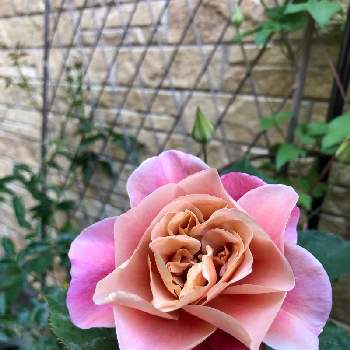 薔薇ディスタントドラムスの画像 by itachiさん | 趣味がお仕事にと植物のある暮らしとばら バラ 薔薇とお花大好き♡と癒しと植物大好きとおうち園芸と花のある暮らしと薔薇ディスタントドラムス