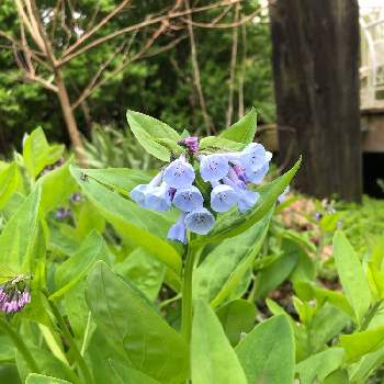 virginia blue bell(バージニアブルーベル)の画像 by sasukemama(Tomoko Henty）さん | 広い庭とバージニアブルーベルと春のお花と緑のある暮らしと花のある暮らしとアメリカ在住とvirginia blue bell(バージニアブルーベル)と野生植物