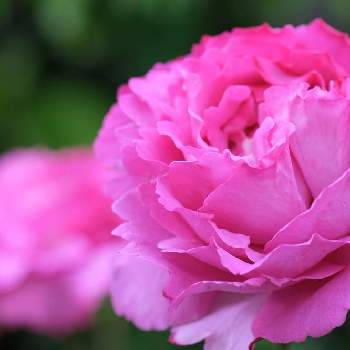 今日のバラの画像 by ボヤージュさん | 小さな庭とイブ・ピアジェと薔薇に魅せられてとバラ大好きとバラのある暮らしと今日のバラと金曜ローズショーと今朝のバラとバラが好き