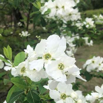 春の茶花の投稿画像一覧 Greensnap グリーンスナップ