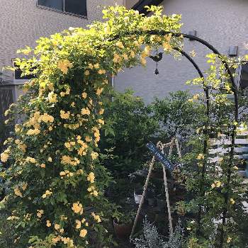 モッコウバラ♪の画像 by mayumiさん | 小さな庭とお庭とモッコウバラ♪とモッコウバラのアーチとおうち園芸