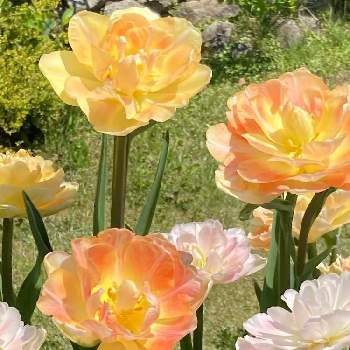  八重咲きチューリップの画像 by こころんさん | お出かけ先と 八重咲きチューリップときれいと チューリップと癒されるとかわいいと武器ではなく花を