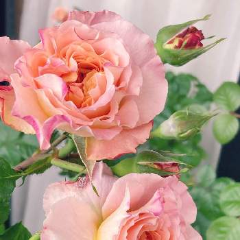 アウグスタ ルイーゼの画像 by おだんごさん | バルコニー/ベランダとアウグスタ ルイーゼと私のベランダと鉢植えとガーデニングと花のある暮らし