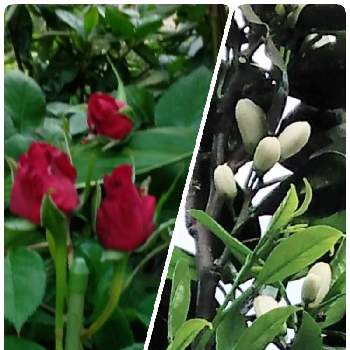 白いミカンの花の画像 by ありすの母さん | 小さな庭と金曜日の蕾たちと白いミカンの花とばら バラ 薔薇と温州ミカン