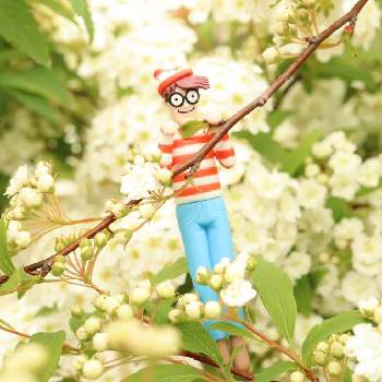 小手毬(コデマリ)の画像 by ぴのこさん | 小手毬(コデマリ)と可愛いと白い花と花散歩とミラーレス一眼