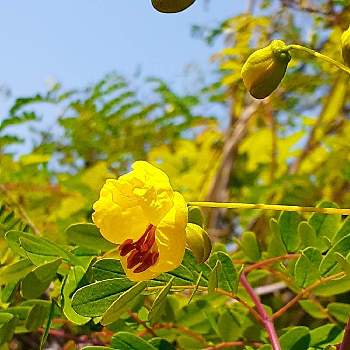 ジャケツイバラの画像 by anne.2311さん | お出かけ先とジャケツイバラと山歩きと黄色の花と平尾台と笑って咲く花