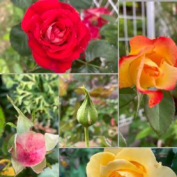バラ   チャールストンの画像 by midaiさん | 小さな庭とバラ、薔薇、ばらとバラ   チャールストンとガーデニングと花のある暮らしと緑のある暮らしとおうち園芸