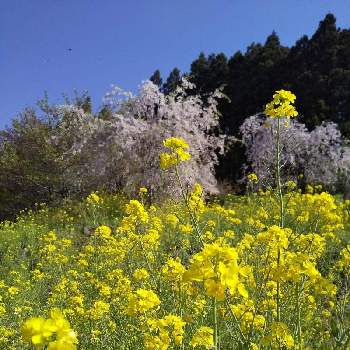 菜の花♪の画像 by Tomittaさん | お出かけ先と春のお花と山桜…と春の景色と菜の花♪と青空