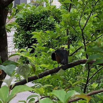 エゴノキ(白)の画像 by まちゃまつさん | 小さな庭とエゴノキ(白)と自然大好きとはなのある暮らしと緑のある暮らしとヤマガラとかわいい