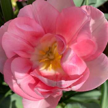 八重咲きチューリップの画像 by ねっこさん | 八重咲きチューリップ