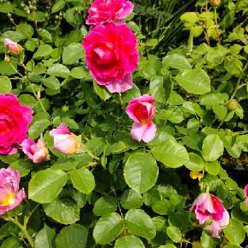 色がキレイの画像 by Kumiさん | 小さな庭とばら バラ 薔薇と花壇とおうち園芸と花のある暮らしと色がキレイと花が好き