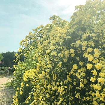 ノスタルジックの画像 by yokoさん | 広い庭とハーブガーデンと初夏とつるバラとナチュラルガーデンとおはようとイングリッシュガーデンとハーブのある暮らしと黄色の花とナチュラルスタイルと晴れとノスタルジックとかわいいな♡とバラ・ミニバラ