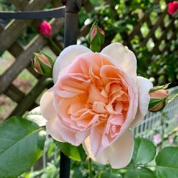 バラ アリアドネの投稿画像一覧 Greensnap グリーンスナップ