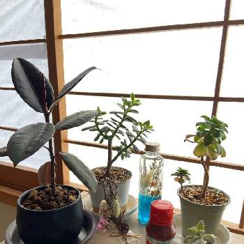 おはようございますの画像 by MEG21さん | 部屋と植物活力素メネデールと窓辺の植物たちとおはようございますとメネデールと養生鉢