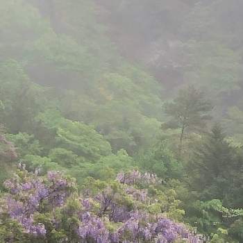 山藤 の投稿画像一覧 Greensnap グリーンスナップ