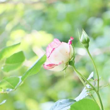 なんとなく幸せの画像 by rodemさん | お出かけ先と薔薇と公園にてと平和への祈り♡と横浜とガーデンネックレス横浜2022コンテストと植物に感謝と植物を愛でる♡と今年もありがとうとなんとなく幸せ