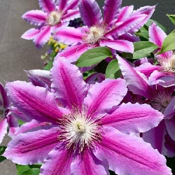 ムラサキの花の画像 by イッコさん | お出かけ先とムラサキの花と大きな花とイギリス原産とキンポウゲ科とさんぽ