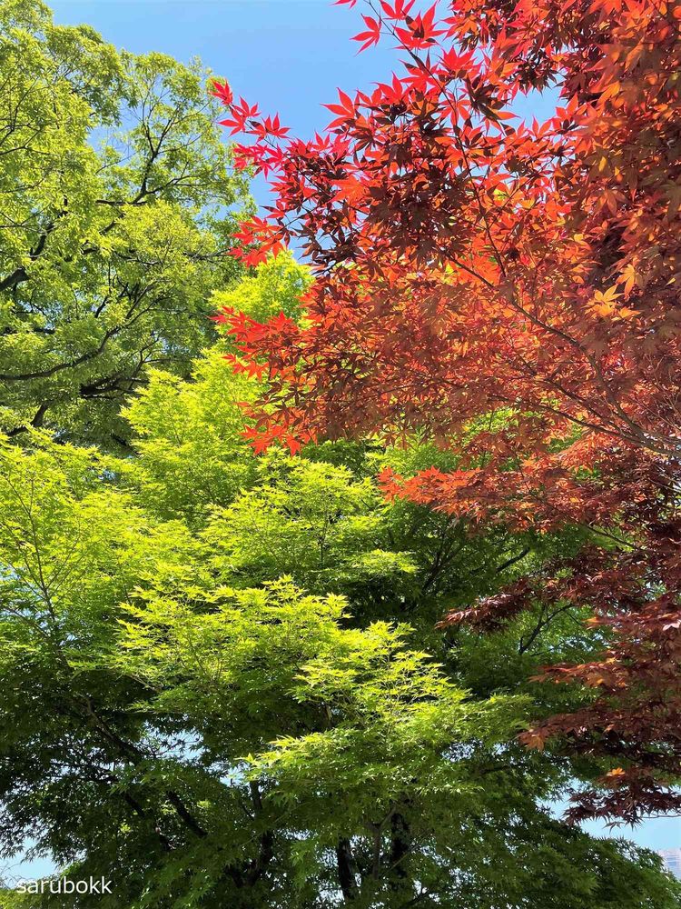 サルボックさんの山手イタリア山庭園への投稿