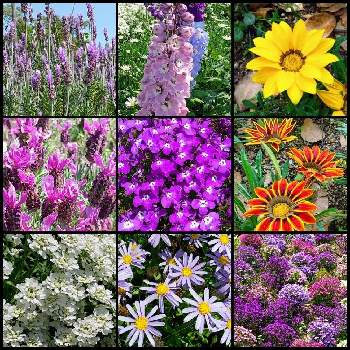 初めての画像 by ウニ子さん | お出かけ先とラベンダードリームとデンタータラベンダーとガザニアとデルフィニウムと色鮮やかと可愛いお花と春やねぇ…と植物園と美しいと綺麗とspringと初めて